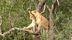 A lioness rests in tree branches in South Africa. Stock Footage