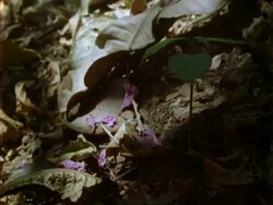 T/L Dipteryx seedling growth, natural background, Panama. Stock Footage