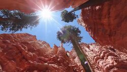 View from the bottom of a rocky canyon to the top of tall evergreen trees and rocky canyon formations against a blue sky and sun shining Stock Footage