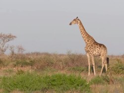 WS Shots of giraffe standing and obeserving surroundings  / Central Kalahari Game Reserve, Botswana Stock Footage