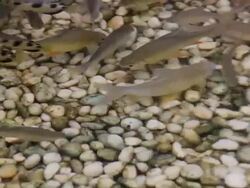 Fish swimming in the pond. Stock Footage