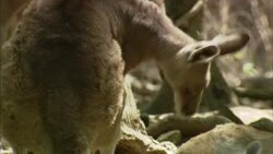 Kangaroos stand in a thicket and groom themselves. Stock Footage