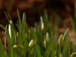 T/L Daffodils (Narcissus sp.) growing upwards, flowers opening, mid shot take 1, United Kingdom Stock Footage
