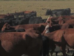 Cattle drive Stock Footage
