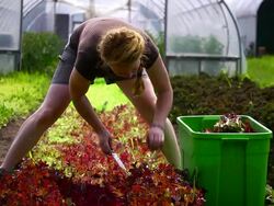 MS SLO MO Shot of woman as she cutting fresh lettuce straddling rows at an organic farm / Chatham, Michigan, United States Stock Footage