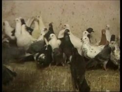 WEST BANK: BETHLEHEM 2000 CELEBRATIONS: DOVES (V) News Clip