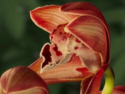 CU T/L Shot of two red orchids flowers growing / Studio City, California, United States Stock Footage