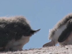 MS PAN Shot of Adelie Penguin (Pygoscelis adeliae) adolescent chick with down feathers laying on its belly Stretching legs / Antarctica Stock Footage