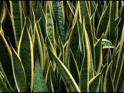 Mother-in-law's Tongue Plant Wideshot in Garden (Sansevieria Trifasciata) Stock Footage