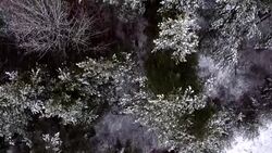 AERIAL: Snow falling on treetops Stock Footage