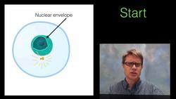 Phases of Mitosis Instructional Video