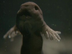 Tadpole of Common Frog (Rana temporaria) with gills Stock Footage