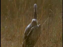 Tilt up to MS White backed Vulture, India Stock Footage