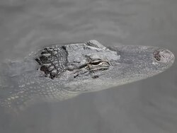New Interior Secretary Sally Jewell Tours Florida Wildlife Refuge Stock Footage