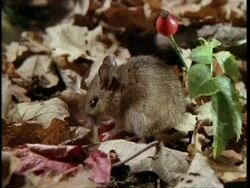 MS Woodmouse eating Rosehip Stock Footage