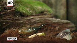 The Houston Zoo this weekend opens its first insectarium in the park's 92-year history, featuring some exotic and venomous species in more than two dozen custom habitats that make up what's being dubbed "The Bug House." (May 23) Instructional Video