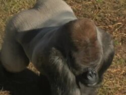 Gorilla walking from above point of view Stock Footage