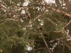 View from a boat of a large Orangutan sitting in a tree Stock Footage