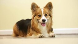 Corgi in hallway Stock Footage
