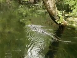 Alligator swimming Stock Footage