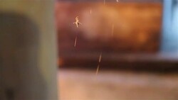 Spider Stock Footage