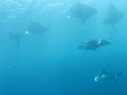 Group of Manta rays are feeding Stock Footage
