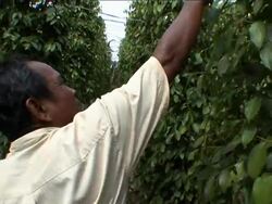Calls for Kampot pepper to have special status like champagne and parmesan News Clip