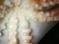 Octopus in the Abyss Stock Footage