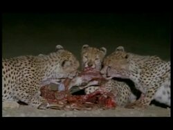 MS 4 cheetahs feeding on carcass, Botswana Stock Footage