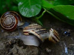 Snail on the snail Stock Footage