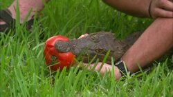 A researcher handles a young alligator with a tomato in its mouth. Stock Footage