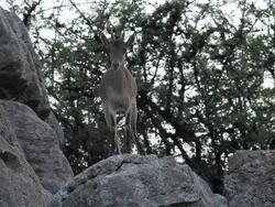 F/S wild goat Stock Footage