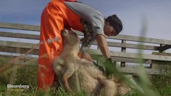 The World's Softest Wool Comes From This Remote Isle News Clip