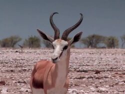 Springbok in the African Heat Stock Footage