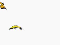 butterfly flying animation Yellow  butterflies Stock Footage