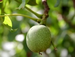 Fresh Walnuts Stock Footage