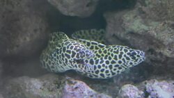 three Spotted moray in coral reef Stock Footage