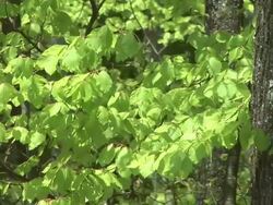 HD: Green leaves Stock Footage