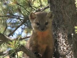 CU TU Shot of pine marten sitting in tree / Tetons, Wyoming, United States Stock Footage