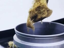 Marijuana, weed, buds, cannabis, plant, pot Stock Footage