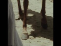 RR7220B  EGYPT'S ARABIAN HORSE AUCTION News Clip