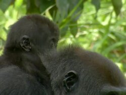  CU, TU Western Lowland Gorilla with baby on back eating roots of leaves / Dzangha-Sangha National Park, Central African Republic Stock Footage