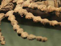 Demonstration of dinosaur bones in a museum Stock Footage