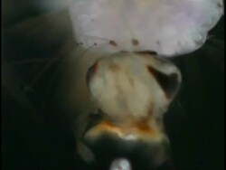 Mosquitoes (Culex quinquefasciatus) - ECU heads of larvae resting Stock Footage