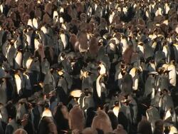 MS, HA, PAN, King penguin (Aptenodytes patagonicus) rookery, South Georgia Island, Falkland Islands, British overseas territory Stock Footage