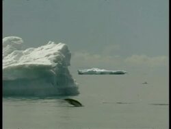 WA large iceberg in sea, Adelie Penguins, Pygoscelis adeliae, leaping through water, Antarctica Stock Footage