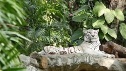 White Tiger Stock Footage