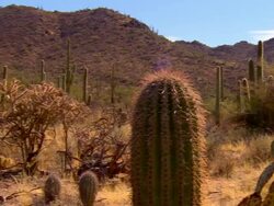 MS, PAN, Saguaro cactus and cholla cactus on desert, Tucson,  Arizona, USA Stock Footage