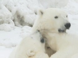 CU SLO MO Two polar bears playing and fighting / Churchill, Manitoba, Canada Stock Footage