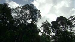 White, fluffy clouds drift over a clear cut area after deforestation in Brazil. Stock Footage